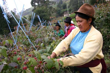 Ecuadorblackberries_450x300