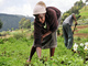 A farm in Kenya