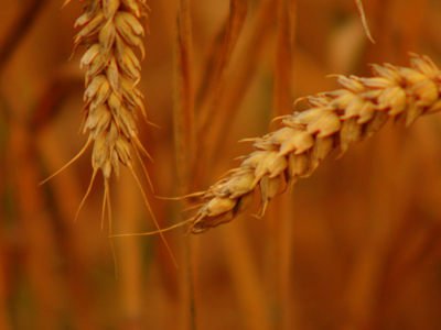 Wheat.jpg