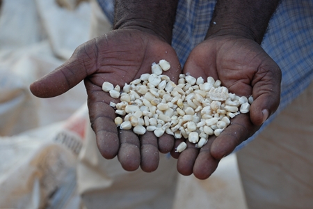 Maize seed